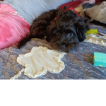Be Cute As A Puppy!