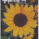 Sunny Bloom