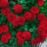 People who loves roses <3