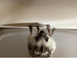 Sonic and Reese’s group