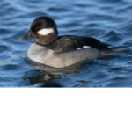 MR.DuCkY'E