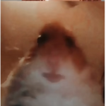 <The Hamster Cult>