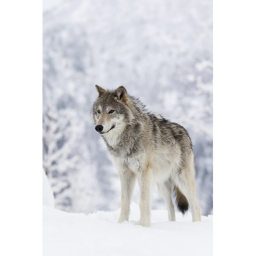 Wolf pack