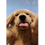 Gracie_plays *group*