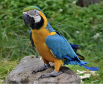 Parrot World!