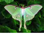 Fluttering Moth