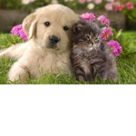 cats+dogs<3