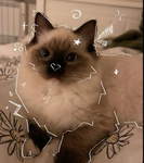 **Cat Hotel**