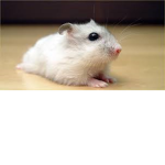 hamsters #masters of awsome