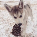 𝙝 𝙖 𝙥 𝙥 𝙞 𝙣 𝙚 𝙨 𝙨