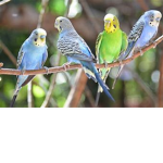 The Cheeky Parrots !!!!!!!!!!!!!!!!!!!!!!!!!!!!!!!