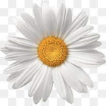 ~ Dancing Daisies Academy ~
