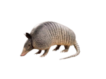 Oli’s Armadillos