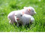 Big Pigs United