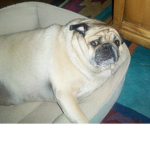 PUGGY GROUPY!