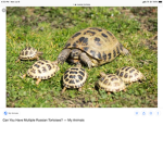 Team tortoise forever
