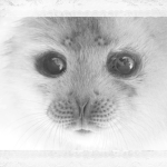 user kawaii