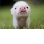 #piggy squadd