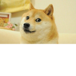 i love doge.