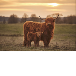 Cow power United