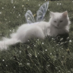 Sweetfawnz