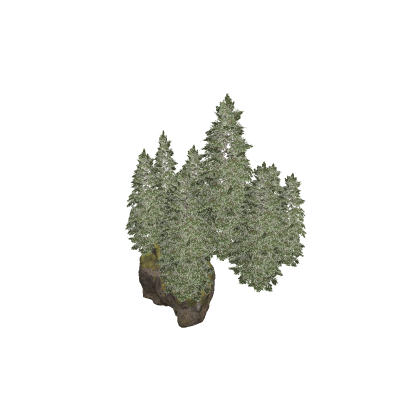 Background PBR Forest (with a rock)