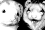 ZIVALS