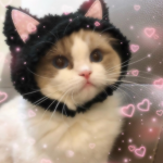 Chilli cat
