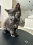 If you like cats please join