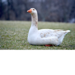 Goosey fan group