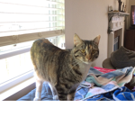 Cat shall RISE!
