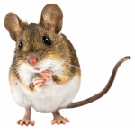 The Mouse Council