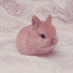 Anaya's Bunnies
