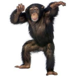 Monkeys Reunite