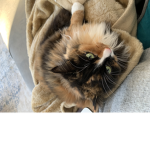 CATS FOREVER/ kitty club