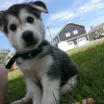 HUSKY BROS
