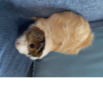 Guinea pig cuteness fan group