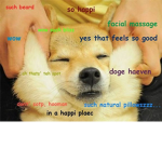 doge lover 2016 the major league doges