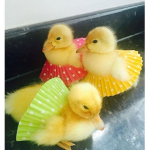!quack!