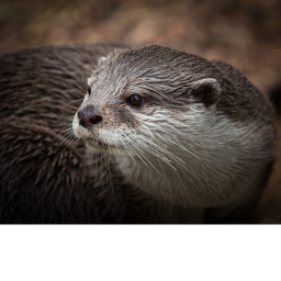 The eating otter! (Restaurant!)