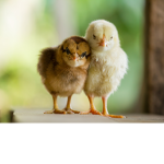 Chicky Defenders.