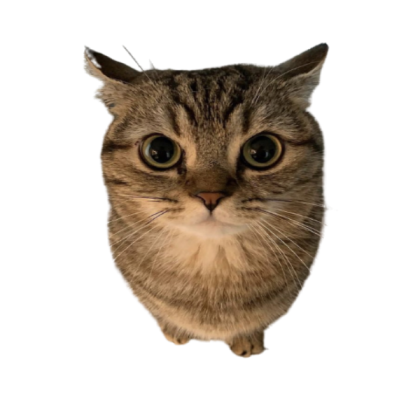 cute Cat Roblox decal