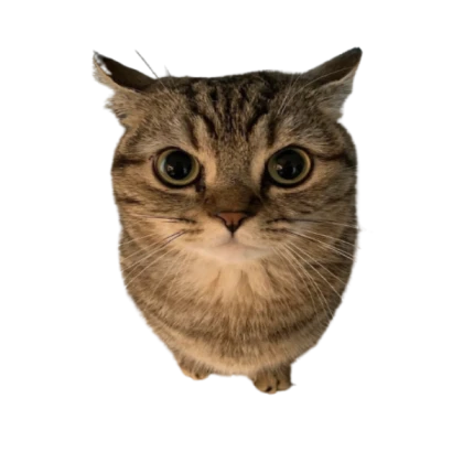 cute Cat
