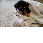 ninaa puppy fan group