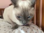 Only cat group group group