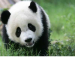 panda bro 4 life group