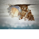 Seashell Sophia!