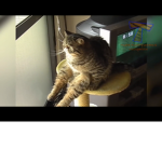Zara cat