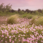 ~The Flower Club~