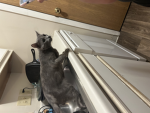 PICKLES MY CAT